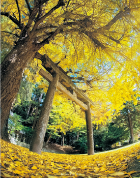 黄色に紅葉したイチョウ