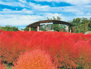 茜色に紅葉したコキア