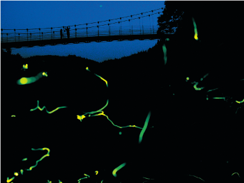 乱舞する蛍の光