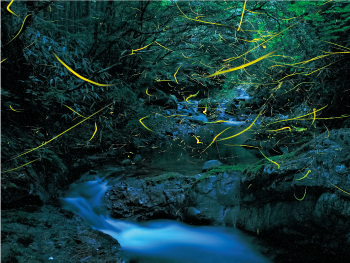 清流を飛び交う蛍の光