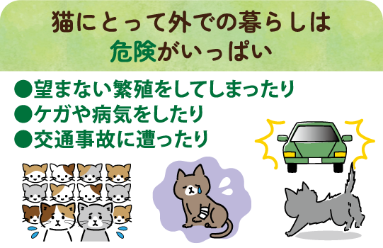猫にとって外での暮らしは危険がいっぱい