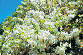 白ツツジ