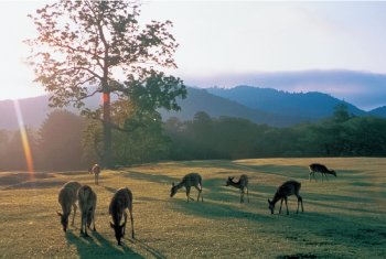 一本の巨木の背後から陽が射す高原で草を食む鹿の群れ