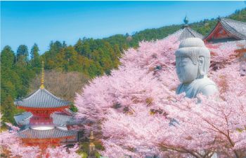 桜と大仏