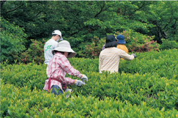 茶摘みの様子