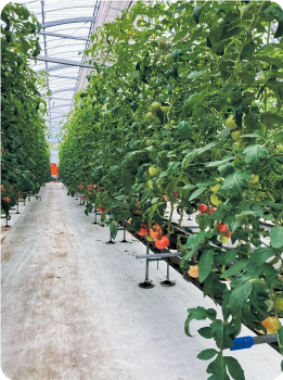 ビニールハウス内のトマト畑