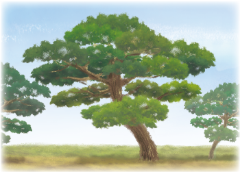 松の木のイラスト