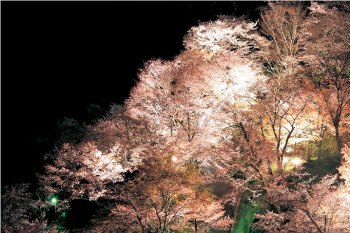 桜まつり(ライトアップ)