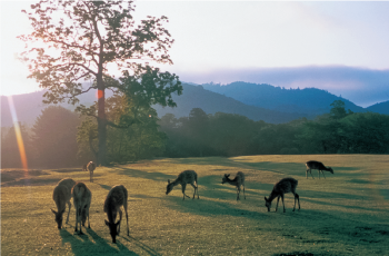 一本の巨木の背後から陽が射す高原で草を食む鹿の群れ