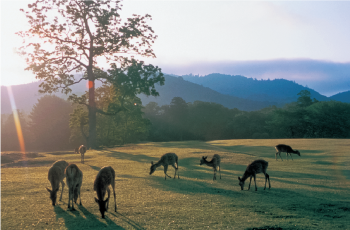 一本の巨木の背後から陽が射す高原で草を食む鹿の群れ