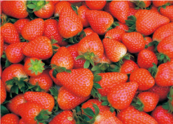 平群の「古都華」