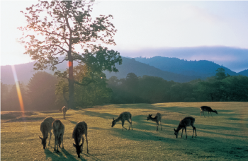 一本の巨木の背後から陽が射す高原で草を食む鹿の群れ