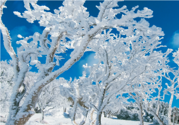 第6回 広陵クリスマスフェスタ