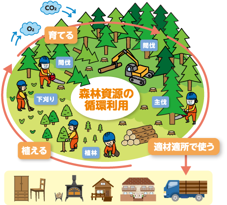 森林資源の循環利用イラスト