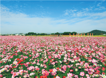 藤原宮跡でコスモスが楽しめます