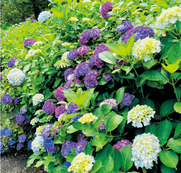 第9回馬見花菖蒲まつり3