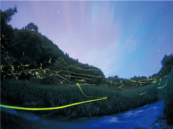 満天の星やホタルの乱舞