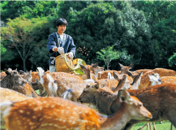 なつの鹿寄せ
