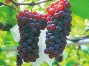 平群のブドウ