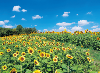 馬見ひまわりウィーク