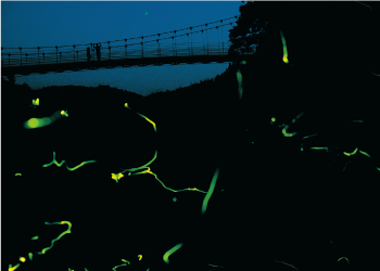 曽爾川全域で蛍の見頃