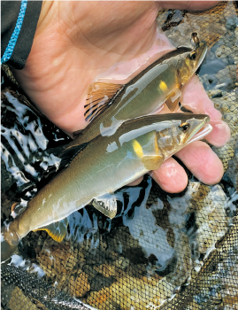 鮎の渓流釣り解禁