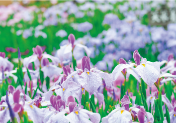 馬見花菖蒲まつり