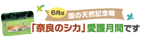 6月は国の天然記念物「奈良のシカ」愛護月間です