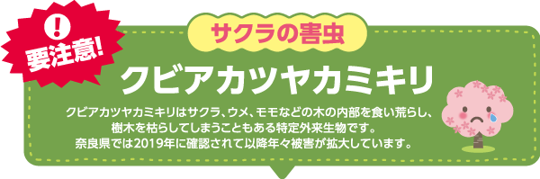 要注意！サクラの害虫クビアカツヤカミキリ