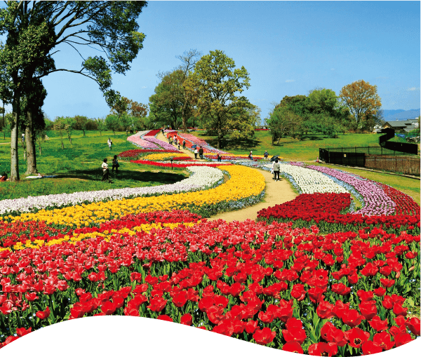 チューリップフェア1