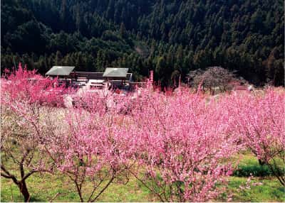 梅の里山まつり