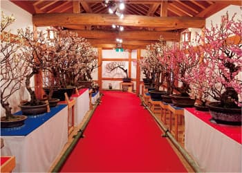 盆梅展