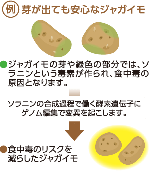 例　芽が出ても安心なジャガイモ