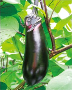 2百済川向(くだらかむかい)地区