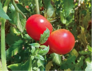 4八田(はった)地区