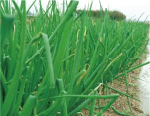 5下永東城地区(しもながひがしんじょう)