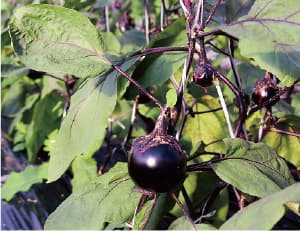 8三橋(みつはし)地区