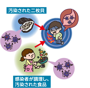 感染経路　汚染された二枚貝　感染者が調理し、汚染された食品