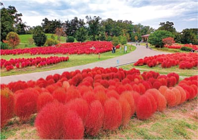 真っ赤に紅葉したコキア