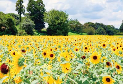馬見ひまわりウィークひまわり1