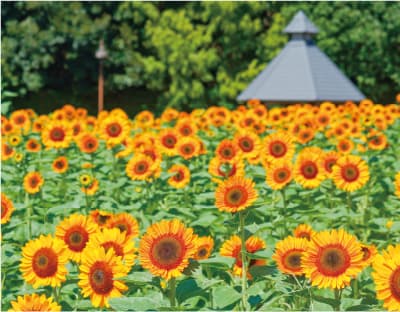 馬見ひまわりウィークひまわり2