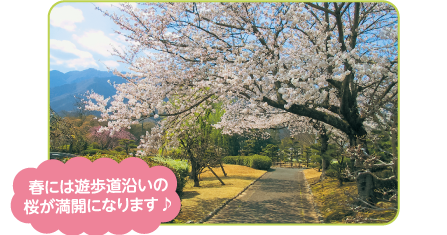 遊歩道沿いの桜