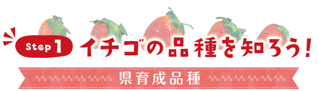 ステップ1　イチゴの品種を知ろう!　県育成品種