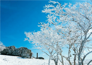 三峰山霧氷（みうねやまむひょう）まつり