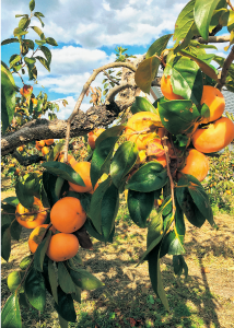 「柿の木オーナー」の募集