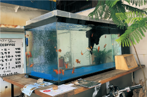 金魚ストリート1