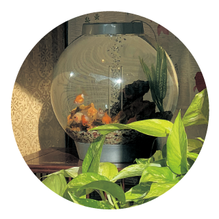 金魚ストリート4