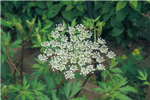 トウキの葉と花