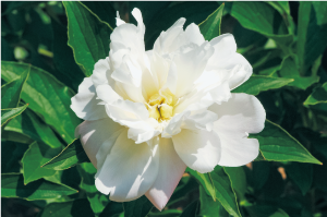 シャクヤクの葉と花