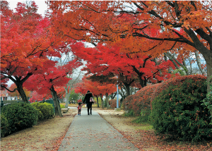 大中公園の紅葉